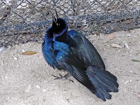 Boat-tailed Grackle (Quiscalus major)