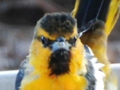 Bullock's Oriole (Icterus bullockii)