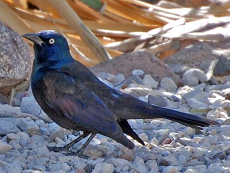 Common Grackle (Quiscalus quiscula)