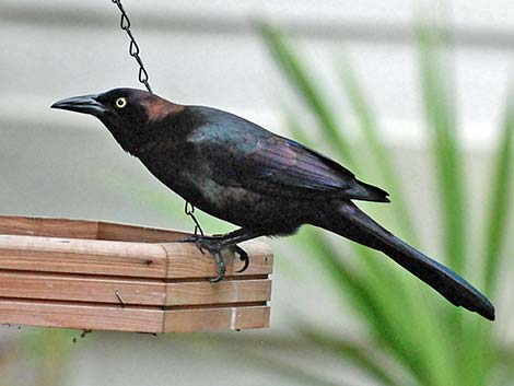 Common Grackle (Quiscalus quiscula)