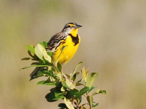 Eastern Meadowlark (Sturnella magna)