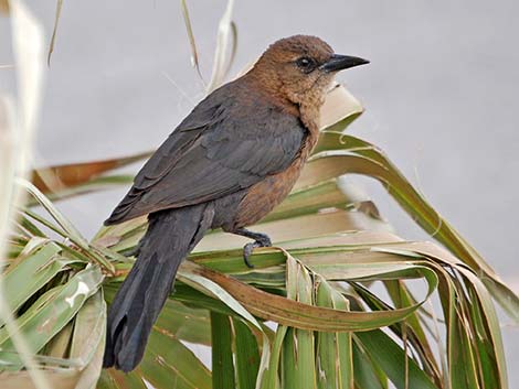 Great-tailed Grackle (Quiscalus mexicanus)