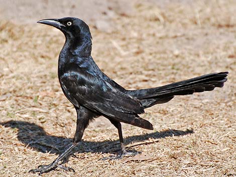 Great-tailed Grackle (Quiscalus mexicanus)