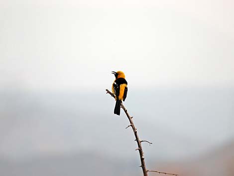 Hooded Oriole (Icterus cucullatus)