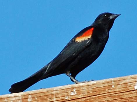 Red-winged Blackbird (Agelaius phoeniceus)