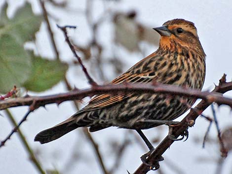 Red-winged Blackbird (Agelaius phoeniceus)