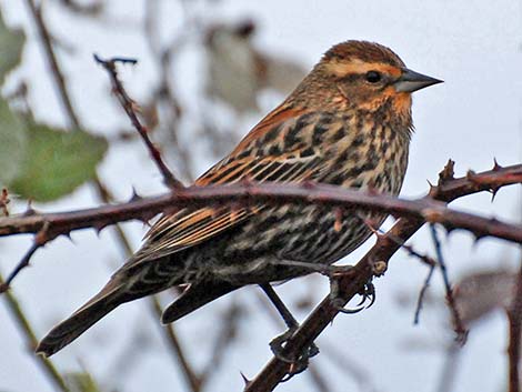 Red-winged Blackbird (Agelaius phoeniceus)