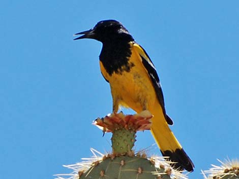 Scott's Oriole (Icterus parisorum)