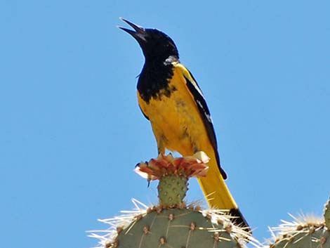 Scott's Oriole (Icterus parisorum)