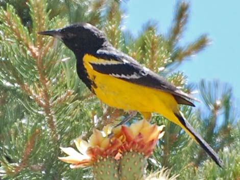 Scott's Oriole (Icterus parisorum)