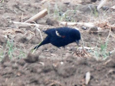 Tricolored Blackbird (Agelaius tricolor)