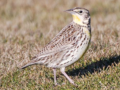 Western Meadowlark (Sturnella neglecta)