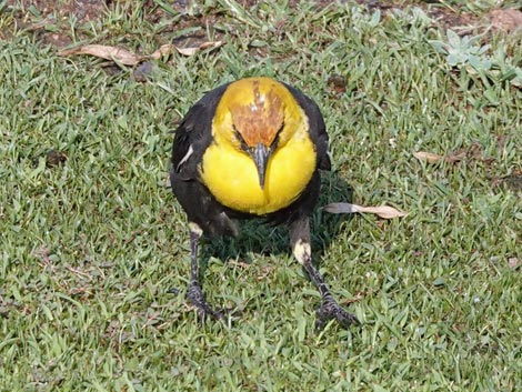 Yellow-headed Blackbird (Xanthocephalus xanthocephalus)