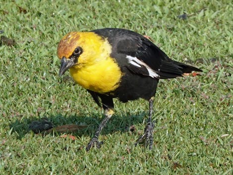 Yellow-headed Blackbird (Xanthocephalus xanthocephalus)