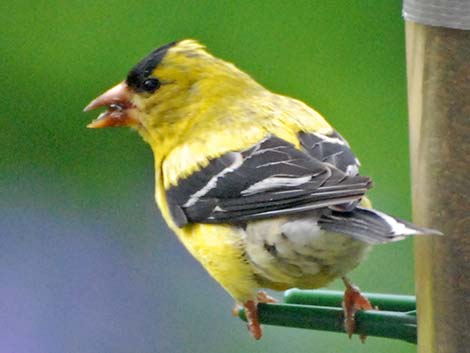 American Goldfinch (Carduelis tristis)