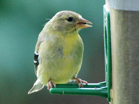 American Goldfinch (Carduelis tristis)