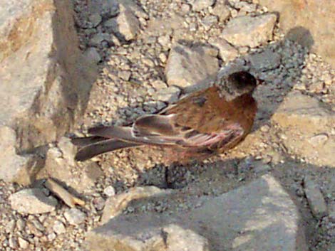 Gray-crowned Rosy-Finch (Leucosticte tephrocotis)