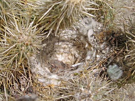 House Finch (Carpodacus mexicanus)