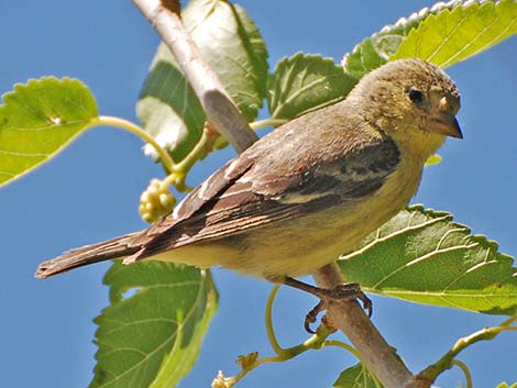 Lesser Goldfinch (Carduelis psaltria)