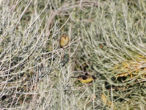 Lesser Goldfinch (Carduelis psaltria)