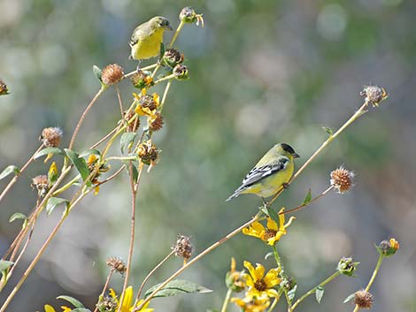 Lesser Goldfinch (Carduelis psaltria)