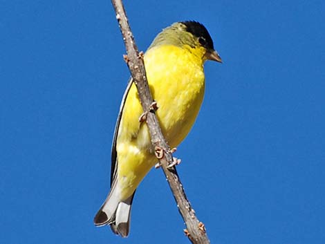 Lesser Goldfinch (Carduelis psaltria)