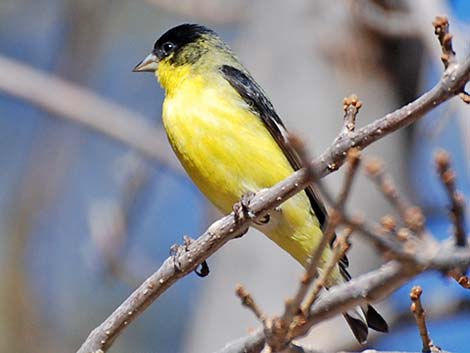 Lesser Goldfinch (Carduelis psaltria)