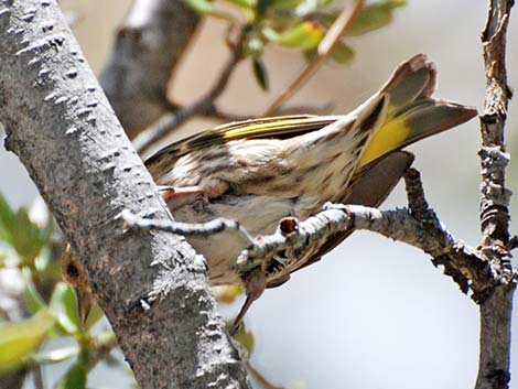 Pine Siskin (Carduelis pinus)