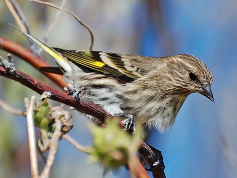 Pine Siskin (Carduelis pinus)