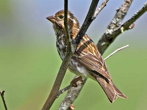 Purple Finch (Carpodacus purpureus)