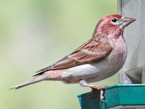 Purple Finch (Carpodacus purpureus)