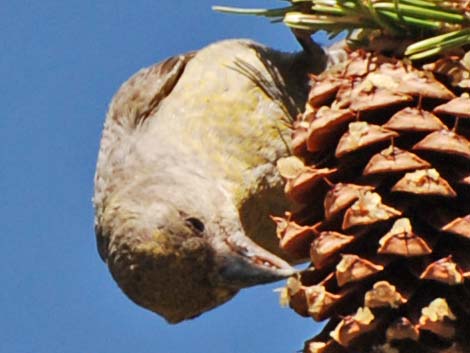 Red Crossbill (Loxia curvirostra)