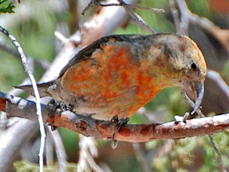 Red Crossbill (Loxia curvirostra)