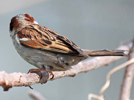 House Sparrow (Passer domesticus)