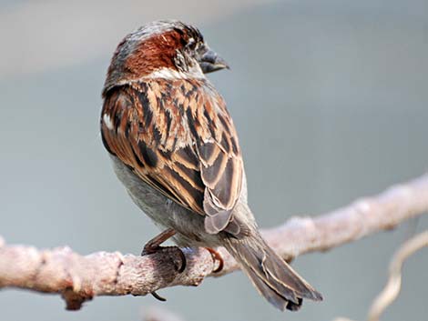 House Sparrow (Passer domesticus)