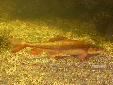 Desert Sucker (Catostomus clarki)