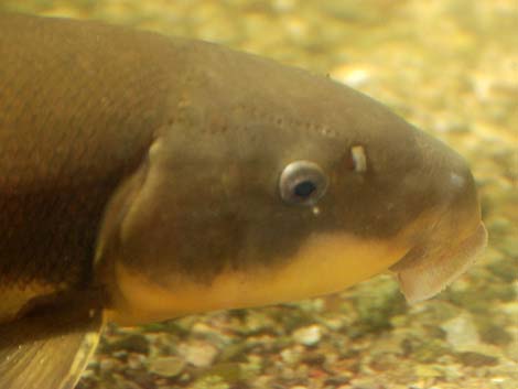 Flannelmouth Sucker (Catostomus latipinnis)