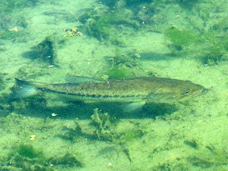 Largemouth Bass (Micropterus salmoides)