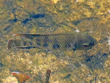 Talapia (Tilapia mariae)