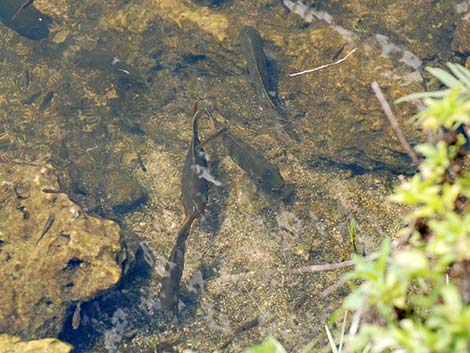 Talapia (Tilapia mariae)