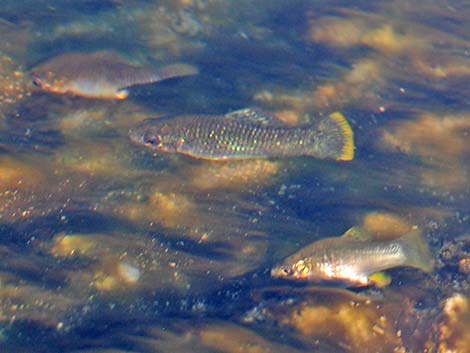 Short-fin Molly (Family: Poeciliidae, Poecilia sphenops)