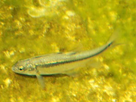 Longfin Dace (Agosia chrysogaster)