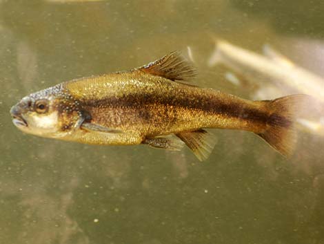 Longfin Dace (Agosia chrysogaster)