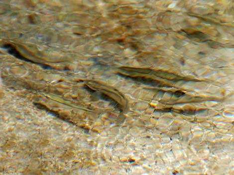 Longfin Dace (Agosia chrysogaster)