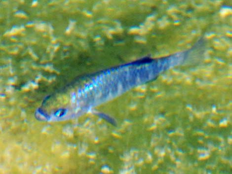 Ash Meadows Amargosa pupfish (Cyprinodon nevadensis mionectes)