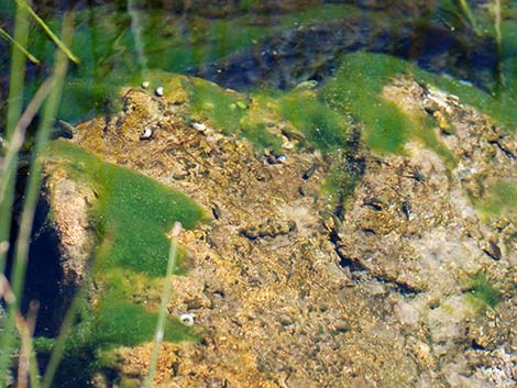 Ash Meadows Amargosa Pupfish (Cyprinodon nevadensis mionectes)