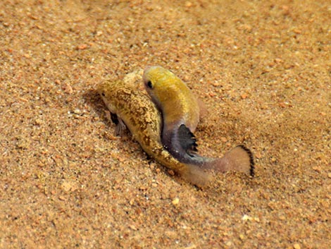 Salt Creek Pupfish (Cyprinodon salinus salinus)