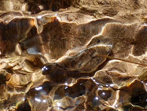 Salt Creek Pupfish (Cyprinodon salinus salinus)