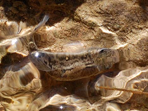 Salt Creek Pupfish (Cyprinodon salinus salinus)