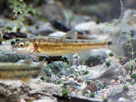 Moapa Dace (Moapa coriacea)